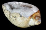 Chalcedony Replaced Gastropod With Druzy Quartz - India #111153-1